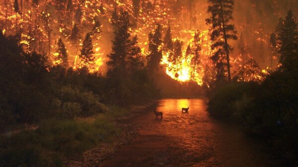 Formar estudiantes de secundaria en la prevención de los incendios forestales