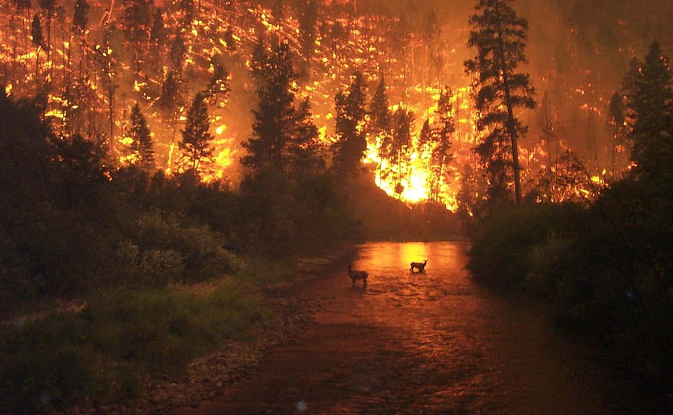 Formar estudiantes de secundaria en la prevención de los incendios forestales Formar estudiantes de secundaria en la prevención de los incendios forestales