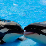 Día de las Ballenas y los Delfines, Jennifer López, y Anna Paquin