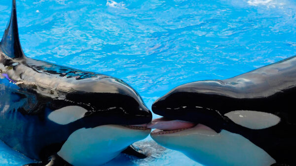 Día de las Ballenas y los Delfines, Jennifer López, y Anna Paquin