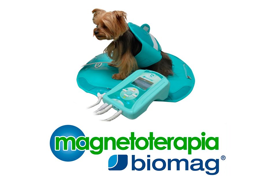 Cómo elegir el alquiler de un equipo de magnetoterapia según las necesidades del tratamiento: las claves que comparte Magnetoterapia Biomag