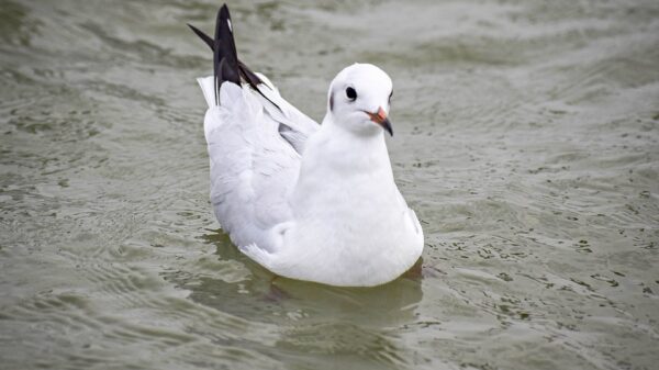 Juan Sebastián Elcano, Día de las Aves Playeras, Karlos Arguiñano, y Pavarotti
