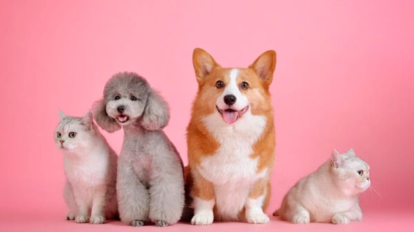 Día de los Animales, Sandra Barneda, Paco León, Susan Sarandon, Valdano y Rocío Dúrcal