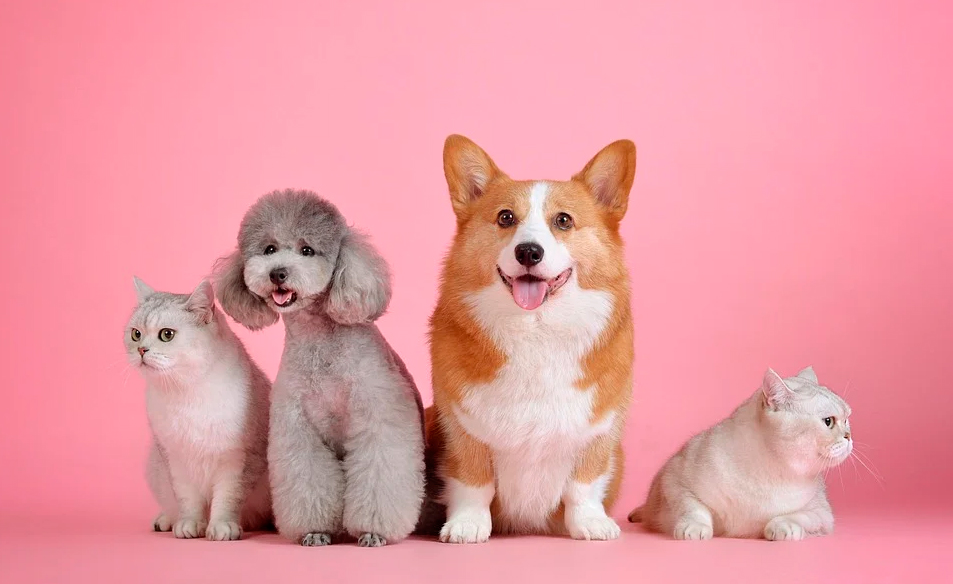Día de los Animales, Sandra Barneda, Paco León, Susan Sarandon, Valdano y Rocío Dúrcal