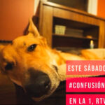 ¿Nos estamos pasando con las mascotas? La pregunta que lanza Xavier Sardá ¿Nos estamos pasando con las mascotas? La pregunta que lanza Xavier Sardá