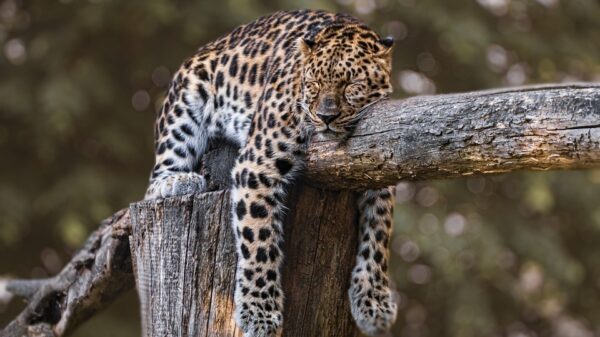 Dia del Jaguar y del Oso Hormiguero, Concha Velasco, Risto Mejide y Silvio Rodríguez Dia del Jaguar y del Oso Hormiguero, Concha Velasco, Risto Mejide y Silvio Rodríguez