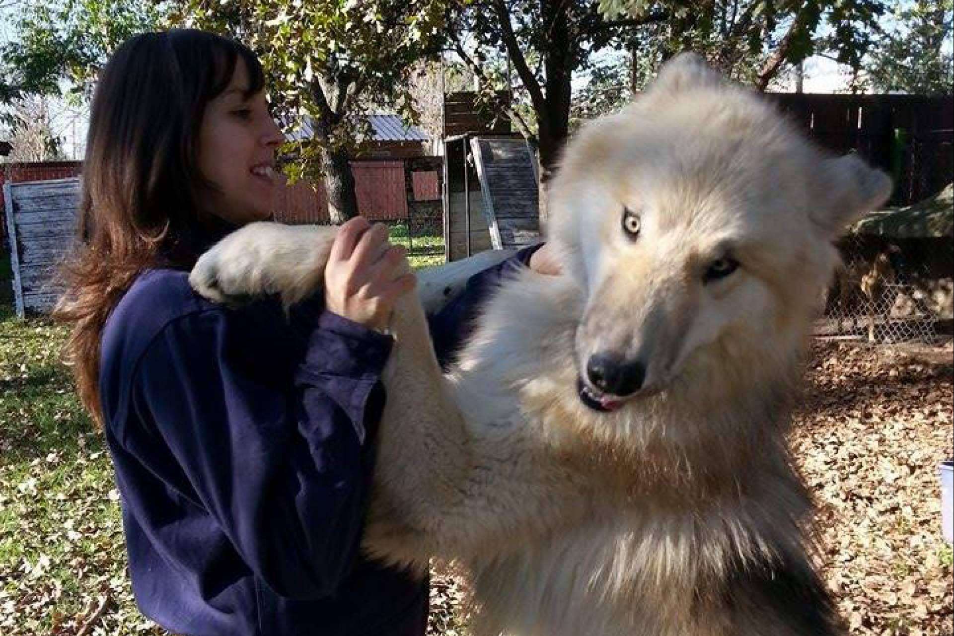 Wolfdog o Perro Lobo Americano, de los mitos y leyendas a las realidades -  Hechos de Hoy