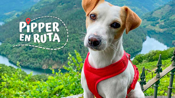 Pipper en ruta, el perro instagramer más famoso, debuta en televisión