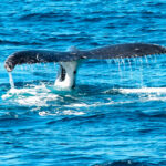 Día de Asperger, Día de las Ballenas, Isabel Preysler, Matt Dillon, Anne Igartiburu y John Travolta