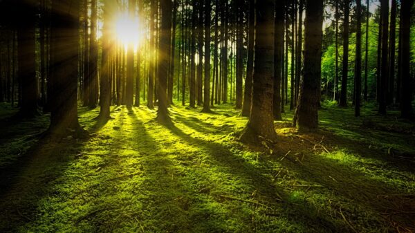 Día del Síndrome de Down, Día de Bosques y de Poesía, Griezmann y Jordi Alba