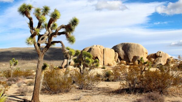 Día de los Parques Naturales y de la Epilepsia, Bob Dylan y Lluis Llongueras