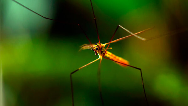 Semana de acción contra los mosquitos, Thibaut Courtois, Andrés Iniesta, Valentino, Dalí y Cela