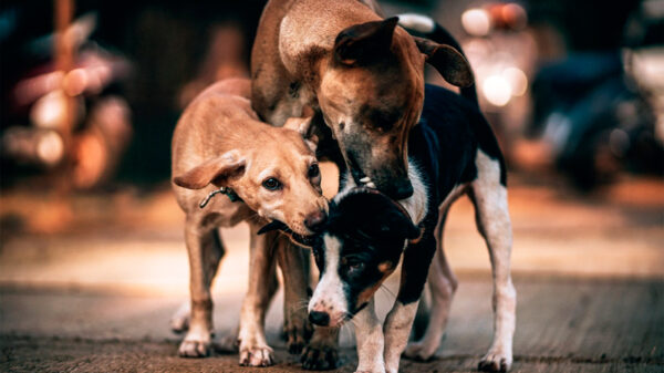 Día del Perro sin raza, Día del Hambre, Kylie Minogue, Phil Foden y Pastora Vega
