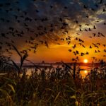Día del Comercio Justo y de las Aves Migratorias, Fátima, Robert Pattinson y Jordi Sánchez Día del Comercio Justo y de las Aves Migratorias, Fátima, Robert Pattinson y Jordi Sánchez