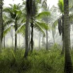 Día de los Bosques Tropicales y del futbolista argentino, Meryl Streep, Dustin Johnson y Maradona Día de los Bosques Tropicales y del futbolista argentino, Meryl Streep, Dustin Johnson y Maradona