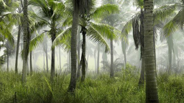 Día de los Bosques Tropicales y del futbolista argentino, Meryl Streep, Dustin Johnson y Maradona
