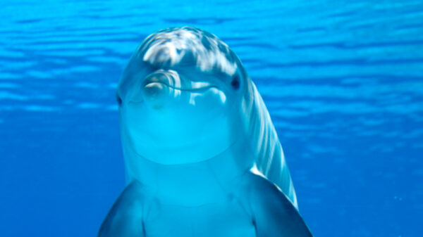 4 de Julio, Día de los Delfines en Cautiverio, E-Book, Miguel Ángel Muñoz, y Alfredo Di Stefano