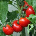Sabrosos tomates de la huerta rellenos de huevos y un toque de albahaca Sabrosos tomates de la huerta rellenos de huevos y un toque de albahaca