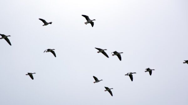 Día de las Aves Migratorias, Día de las Costureras, Jordi Cruz, Usher, Andrea Duro, y Simón Bolívar