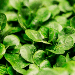 Ensalada de canónigos con mucha vitamina C y también para desengrasar
