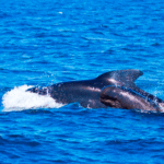 Día de Asperger, Día de las Ballenas, Isabel Preysler, Anne Igartiburu, Matt Dillon y John Travolta