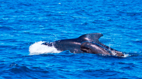 Día de Asperger, Día de las Ballenas, Isabel Preysler, Anne Igartiburu, Matt Dillon y John Travolta