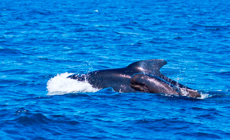 Día de Asperger, Día de las Ballenas, Isabel Preysler, Anne Igartiburu, Matt Dillon y John Travolta