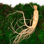 El consumo de ginseng potencia la recuperación y reduce la fatiga muscular tras el ejercicio
