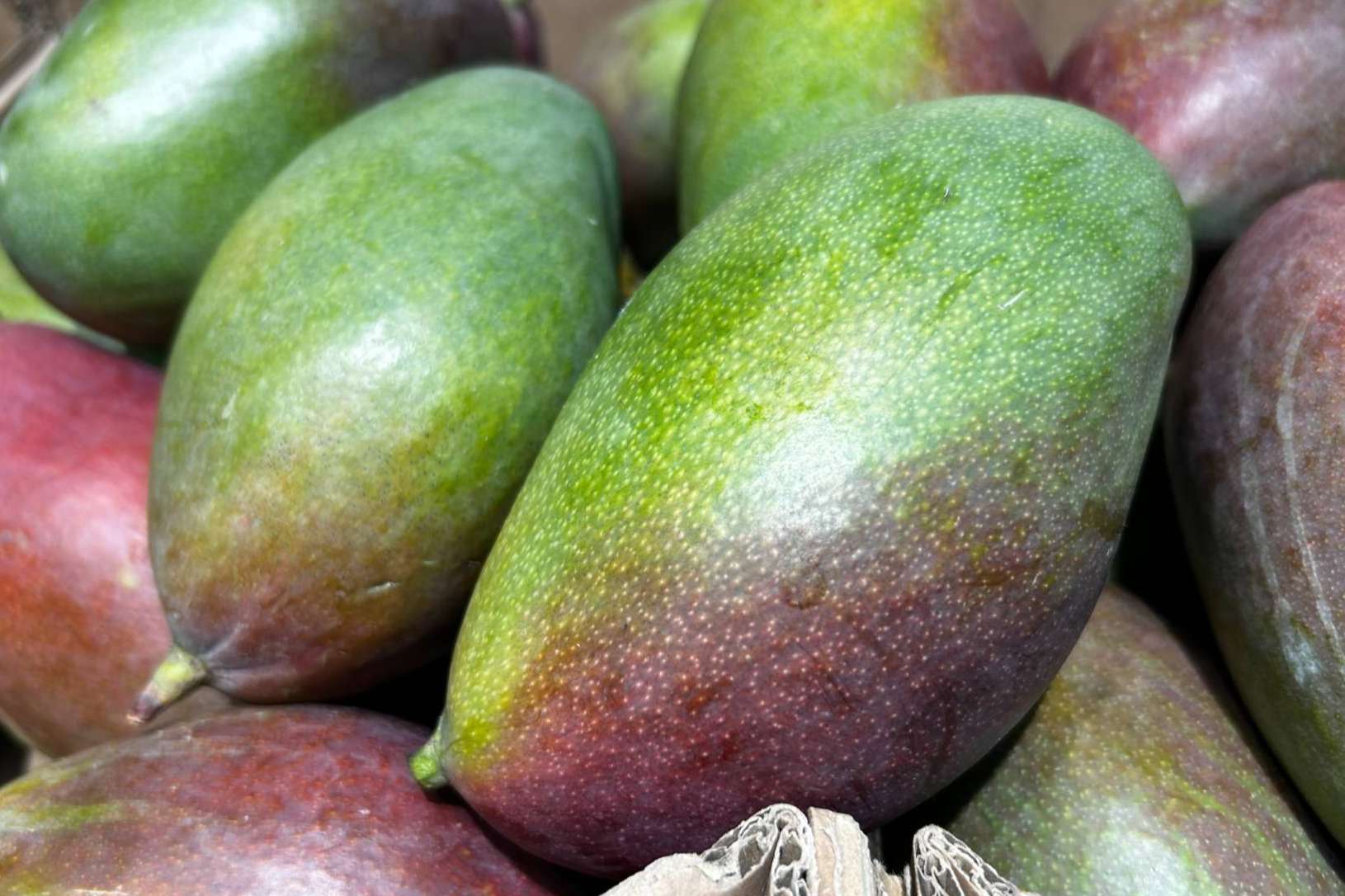 Adquirir un concentrado de mango clarificado 65 brix y concentrado de ...