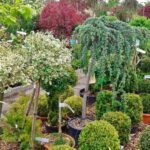 Soy un plant parent: la tendencia del amor verde entre milenials y centenials