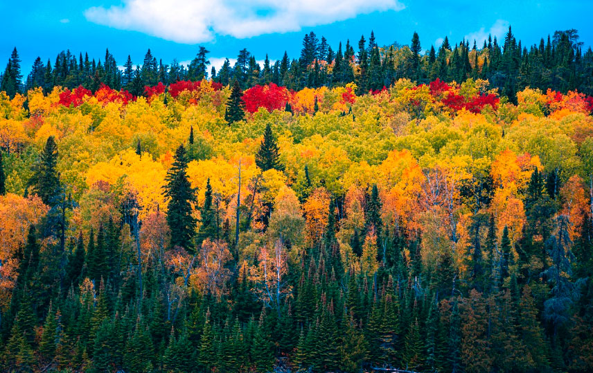 Otoño, Día de la Narcolepsia, Día sin Coche, Andrea Bocelli, y Rosamunde Pilcher Otoño, Día de la Narcolepsia, Día sin Coche, Andrea Bocelli, y Rosamunde Pilcher