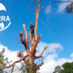 La Tierra Jardinería: técnicas de poda especializada en árboles forestales, frutales y ornamentales