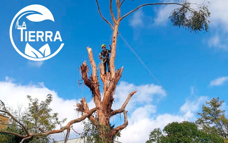 La Tierra Jardinería: técnicas de poda especializada en árboles forestales, frutales y ornamentales