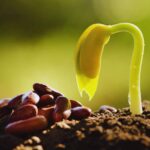 Semillas ecológicas certificadas; el futuro sostenible de la agricultura moderna