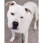 SOS Salvando Vidas facilita la adopción de perros jóvenes y adultos en España