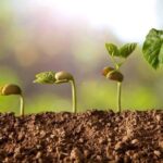 Nostoc Biotech impulsa la regeneración del suelo agrícola y aumenta la productividad con soluciones innovadoras