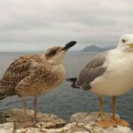 Reflexiones sobre el amor