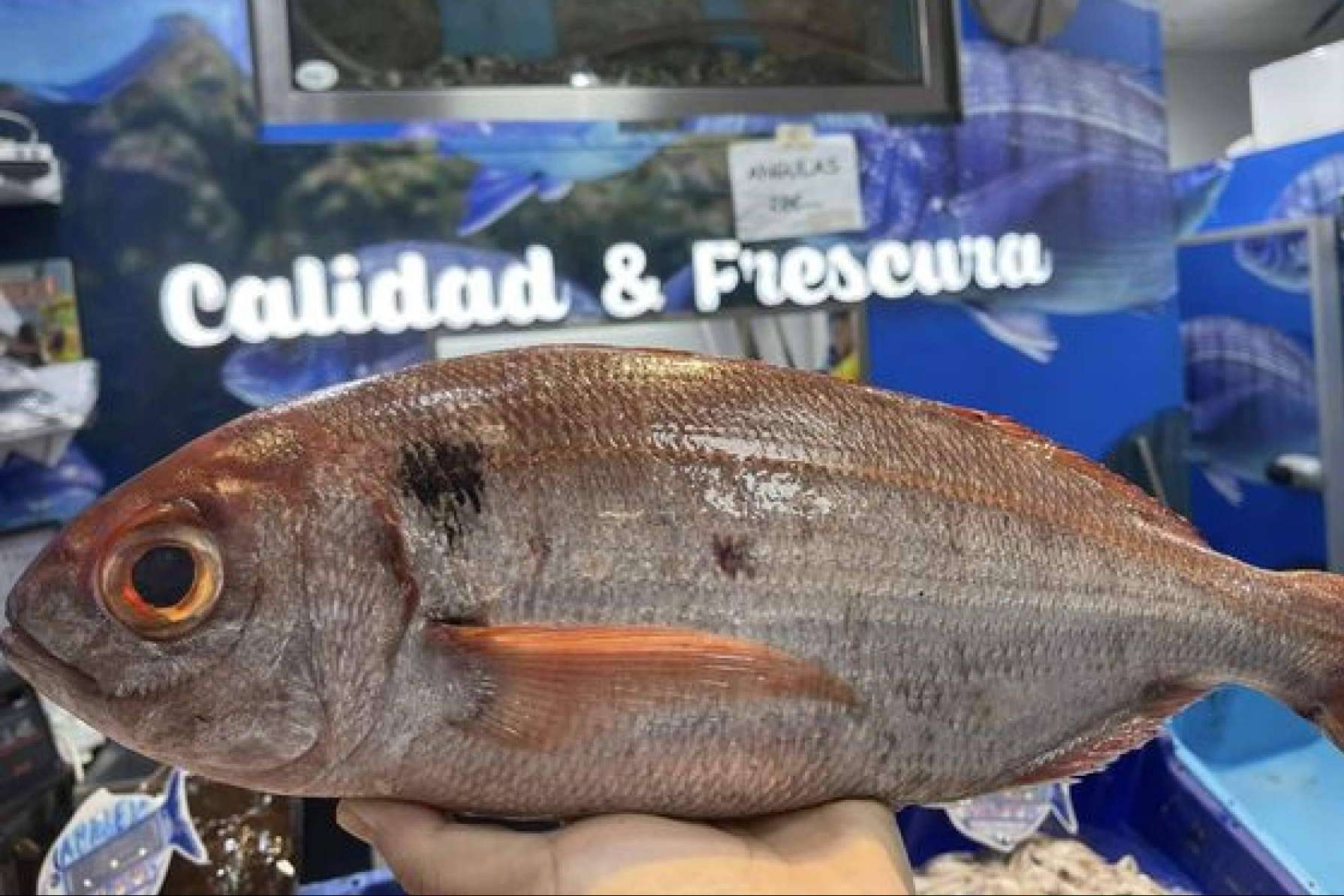 Del Mediterráneo a la mesa; pescados y mariscos de Pescadería Younes Ceuta Del Mediterráneo a la mesa; pescados y mariscos de Pescadería Younes Ceuta