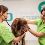 El campamento profesional de veterinarios y cuidadores de animales en Europa alcanza un aforo completo en tiempo récord