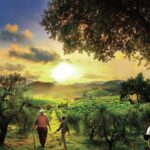 Un pasado entre olivos; una novela que conecta generaciones y valores en tiempos de guerra