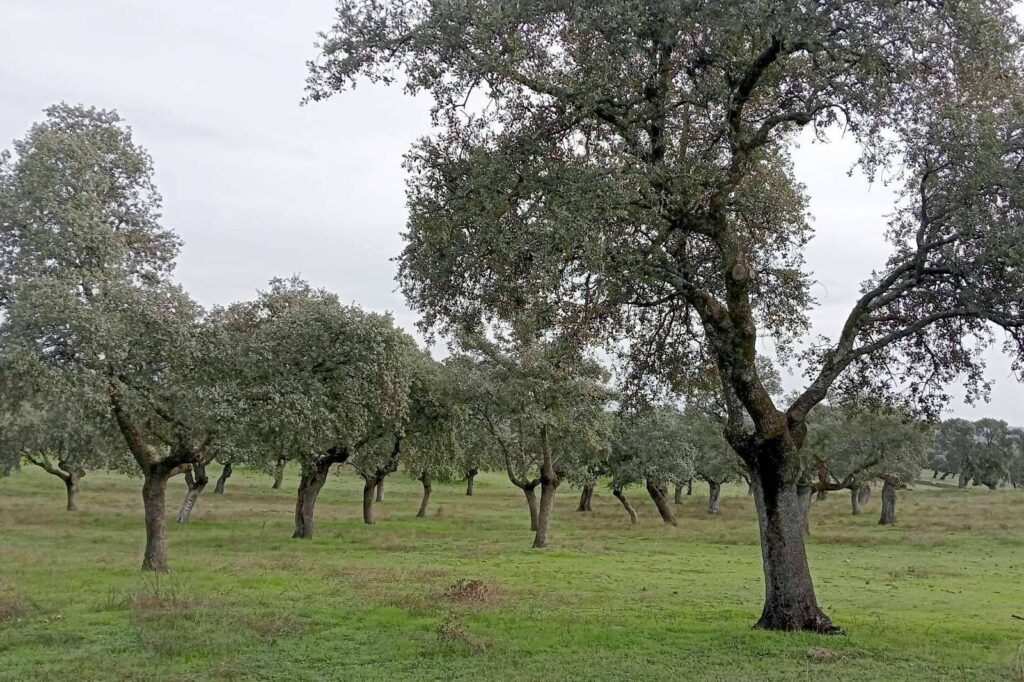 El G.O. CAPRICORNIO afronta su último año con innovaciones clave para la sostenibilidad de la dehesa