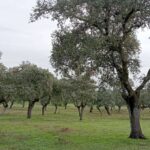 El G.O. CAPRICORNIO afronta su último año con innovaciones clave para la sostenibilidad de la dehesa