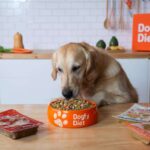 Revolución en la alimentación canina, la dieta natural que está transformando la vida de los perros
