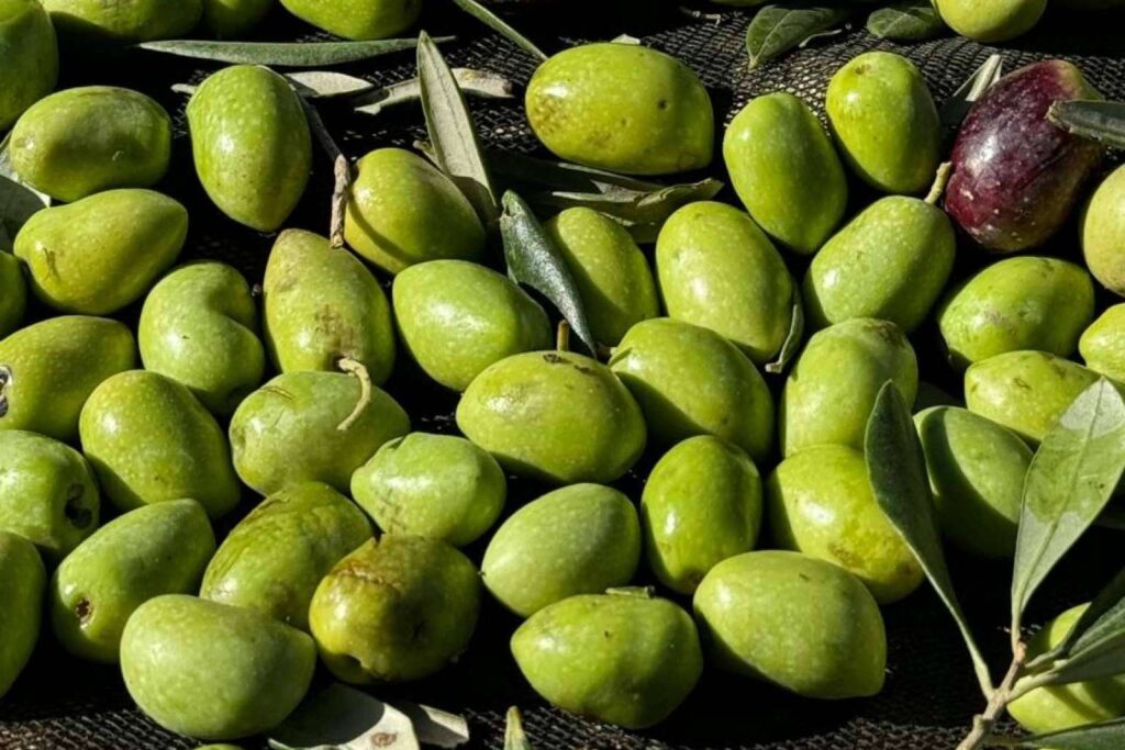 El AOVE sin filtrar de cosecha temprana como aliado en la dieta mediterránea