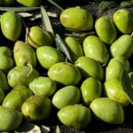 El AOVE sin filtrar de cosecha temprana como aliado en la dieta mediterránea