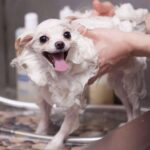 Gestor PetShop; Cumple con VeriFactu en Peluquerías y Tiendas de Animales