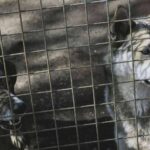 El desafío de garantizar la nutrición de animales sin hogar, una respuesta solidaria