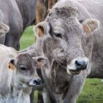 Aumenta la demanda de veterinarios para Extremadura