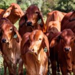 Bifeedoo refuerza la inmunidad del ganado con piensos ecológicos durante el invierno Bifeedoo refuerza la inmunidad del ganado con piensos ecológicos durante el invierno