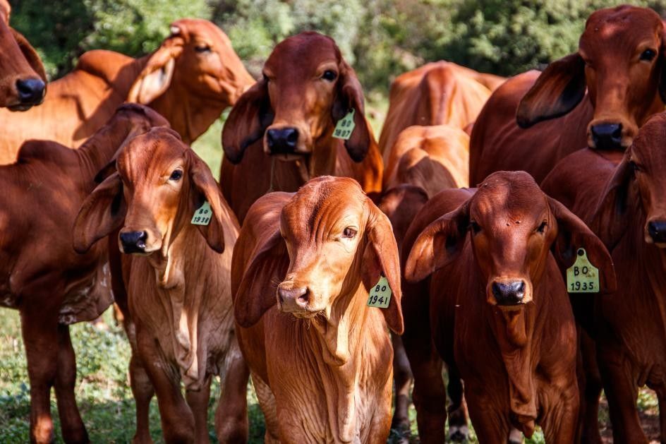 Bifeedoo refuerza la inmunidad del ganado con piensos ecológicos durante el invierno